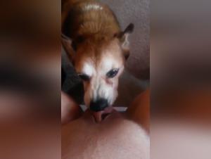 Bestiality sex video with dog