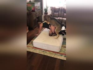 Bestiality sex videos featuring dogs