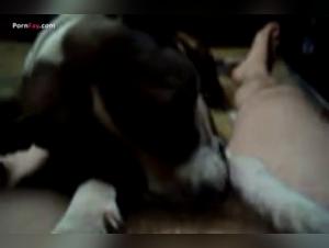 extreme domination tizoo