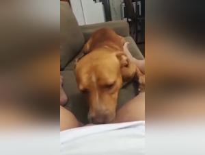 Forbidden Encounter: A Woman and a Dog