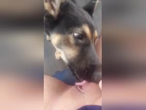 Bestiality Sex Video with a Dog