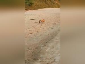 Thief caught fucking dog in shocking bestiality video