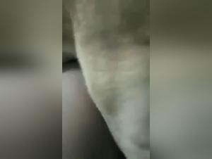 Brasileiras and their passion for animals