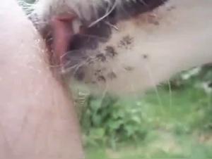 Friendly Dog and his Tender Caresses