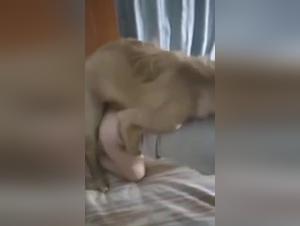 Video Bestiality: A Forbidden Experience