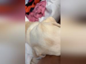 Hundezunge: Eine bestialische Begegnung