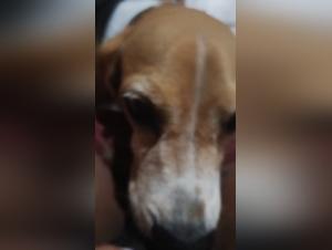 La chatte le lame al culo de mi perrito y le suda el culo