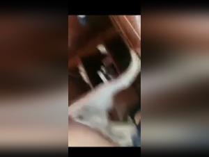 Bestiality sex video: a woman and a dog