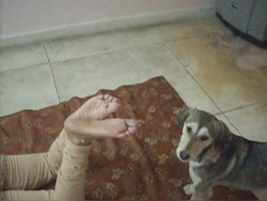 The Zooschool Bestiality Secret