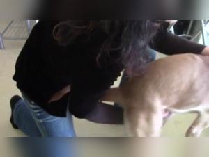 Bestiality with a Dog