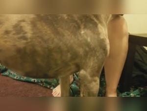 Round and mature woman indulges in zoophilia with her dog