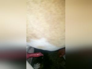 Bestial encounter: woman and dog