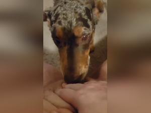 Zoophilia video: A bestial sexual experience