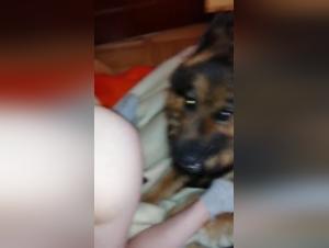 An intimate relationship with a dog