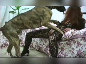 Breathtaking bestial sex videos