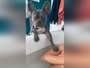 Forbidden Desires: Canine