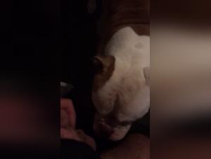 Exciting Sexual Encounter: Man and Dog