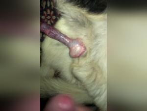 Zoophilia video with a German Shepherd