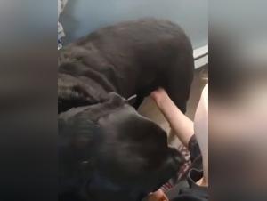 Beyond Boundaries: Animalistic Desires