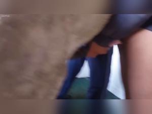 Compilation bestiale : Amis à quatre pattes