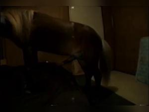 Woman and Horse: Erotic Union in Missionary Position - Hard Bestiality Videos