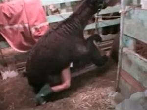 Submissive woman and llama: a scene of bestial zoophilia