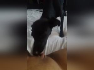 The Enthralling World of Xzoo: Animated Bestiality and Desire