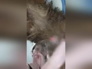 Exploring the Dark Realm: Zootube Bestiality