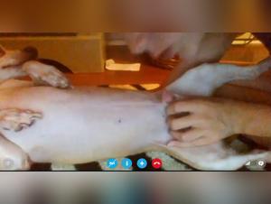 Unveiling Extreme Animal Sex Videos