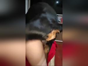 Mexzoo: The Dog Seductor That Makes His Best Friend Lose Her Mind!