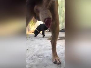 Curious Latin teenager and Bruno the dog: an exciting zoophilia video