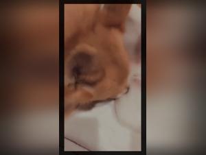 Animal ecstasy: innocent girls succumb