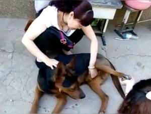 Complete bestiality video: a woman and her dog