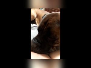 Dogs and Women Compilation: An Extreme Bestiality Experience