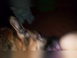 woman in heat and dog