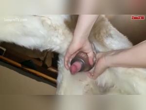 Dog Cock in a Fleshlight