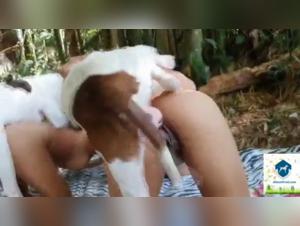 Bestial scene with a young woman and a dog