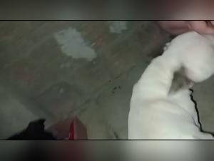 zoo art and ethical boundaries