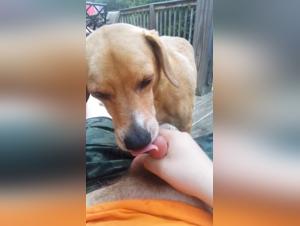 Understanding Zoophilia Pornography Laws