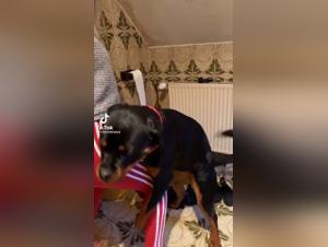 Bestiality: Woman and rottweiler in a shocking video