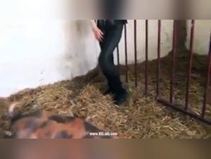 Ariel and Tommy Arotofzoo - An unforgettable bestial encounter