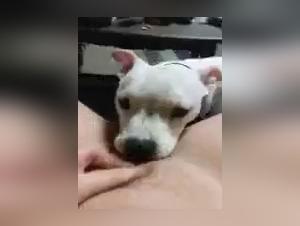 Zoophilia with my wife and my dog