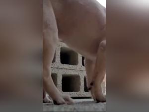 XXX Zoophilia Videos: Stepping into the Forbidden