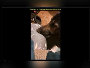 Forbidden relationship: a man and his dog