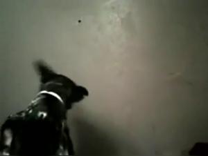 Bestiality sex video: a young girl and a dog