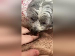my wife licks our dog