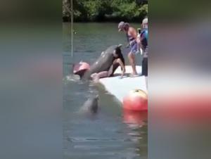 Dolphin Zoophilia Video