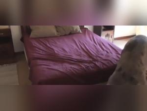 Forbidden Meeting - Woman and Dog