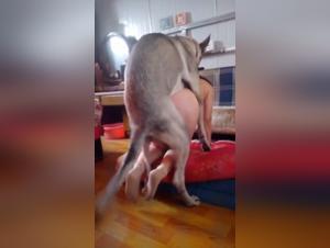 Hardcore Bestiality Videos - Access Exclusive Resources