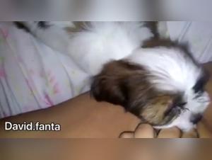 Submissive female dog and her canine master: an extreme bestiality video